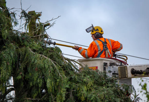 Best Residential Tree Removal  in USA